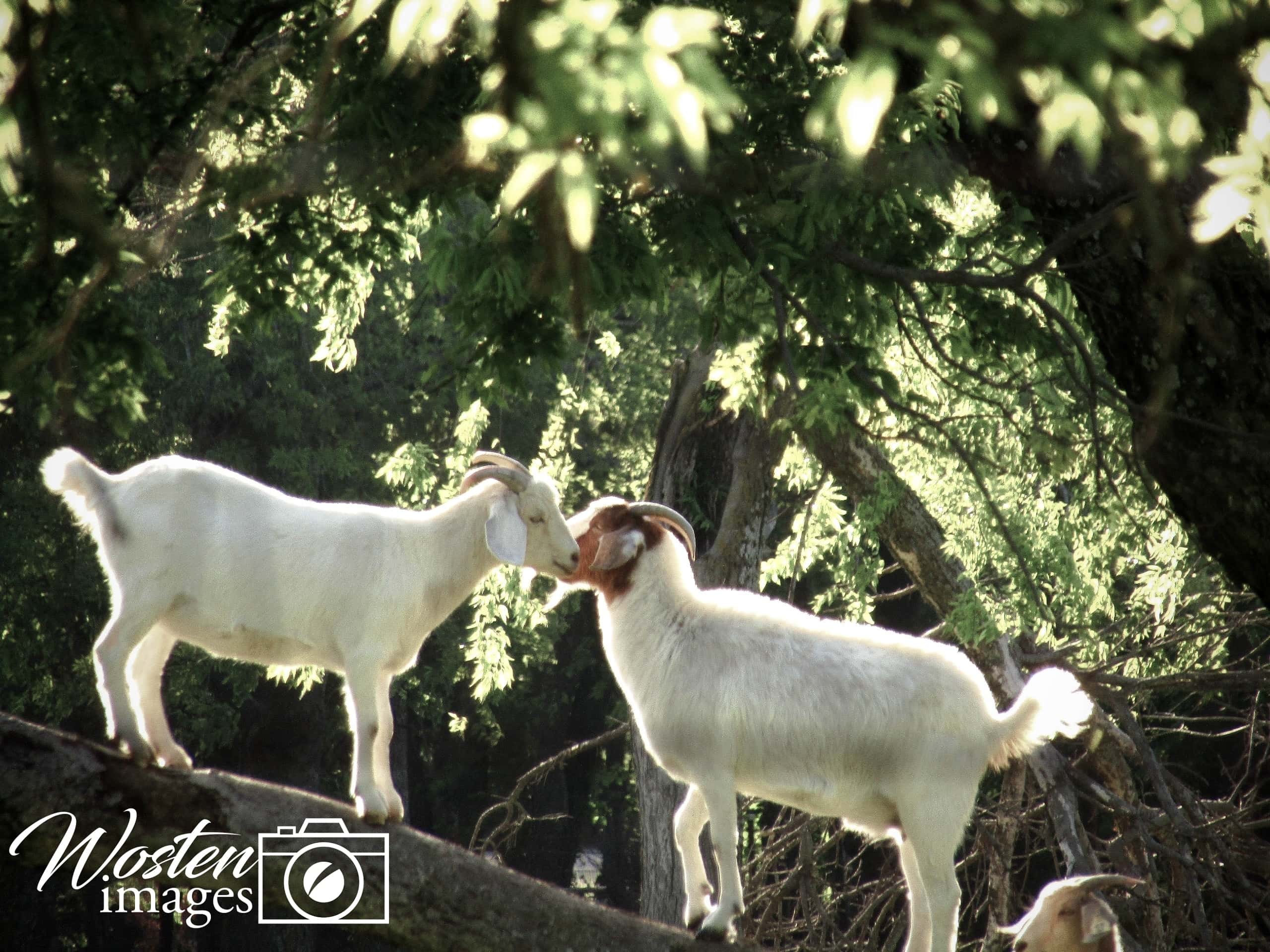 goats on a tree limb