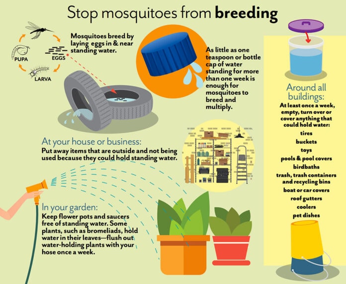 mosquito breeding graphic