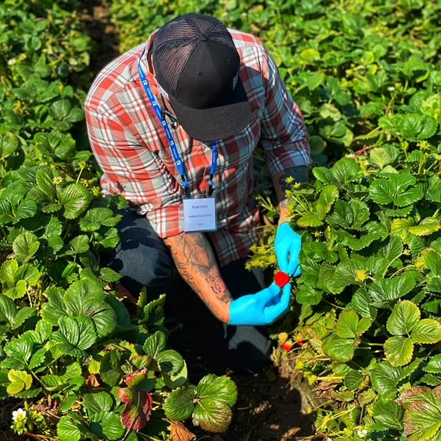 Man holding strawberry in field