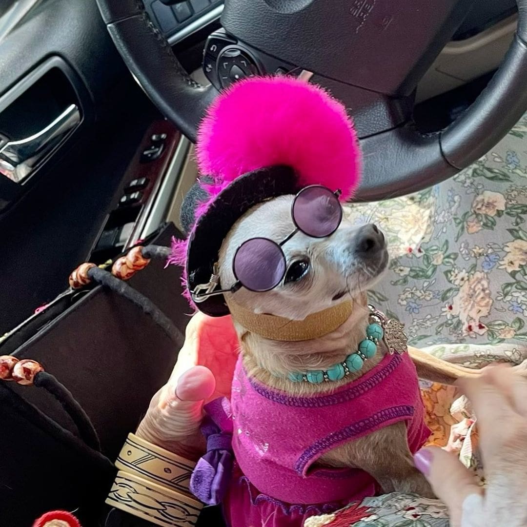 chihuahua in pink outfit