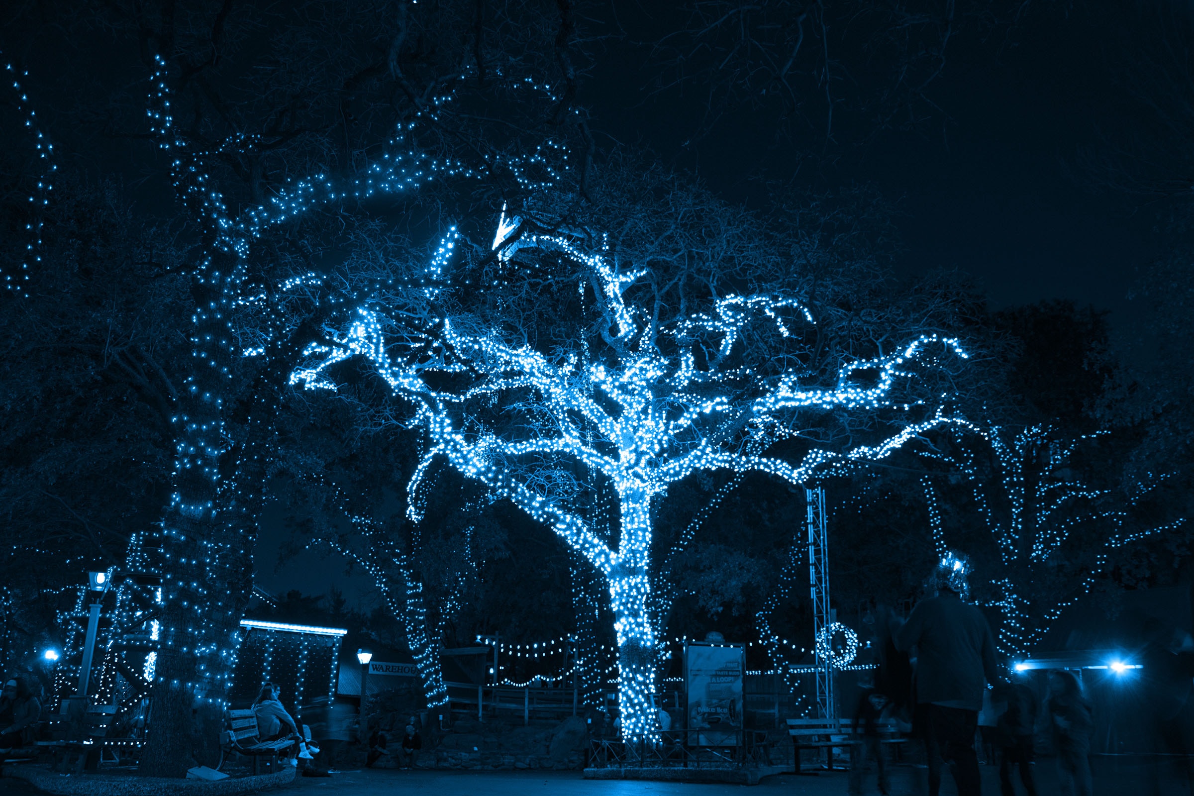 tree with blue lights