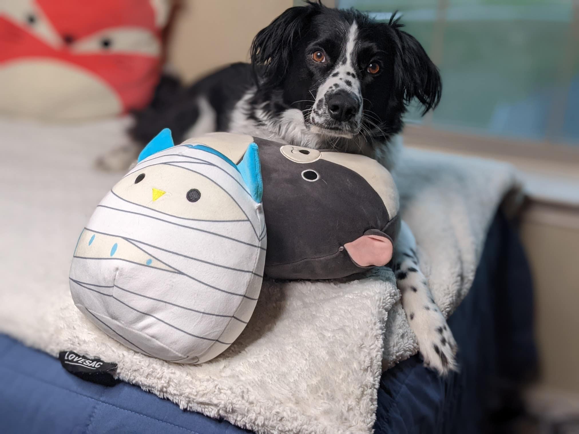 dog with squishmallows