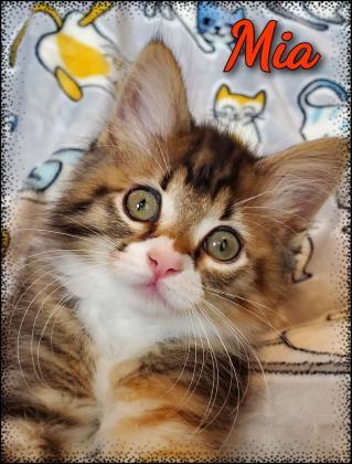 Obtain Your New Family Member At Tri Cities Animal Shelter & Adoption Centre Obtain Your New Family Member At Tri Cities Animal Shelter & Adoption Centre