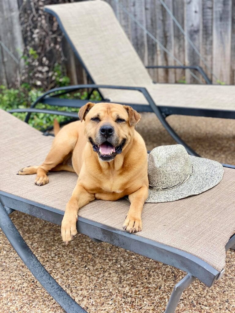 dog on lounge chair