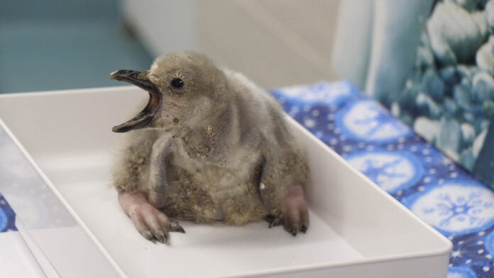 baby chinstrap penguin