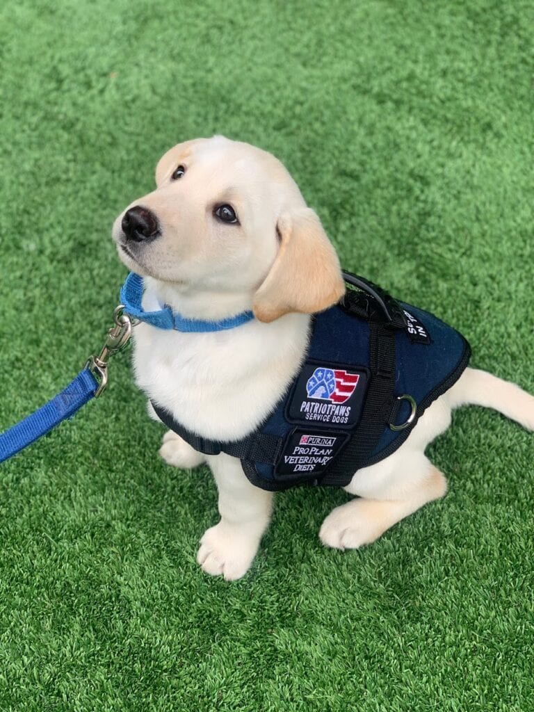 lab puppy