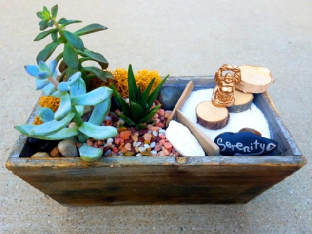 plant your own springtime succulent garden