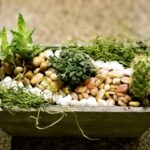 Plant a Springtime Succulent Garden, Plant & Sip Cedar Hill Market Plant springtime succulent garden