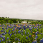 70th Annual Ennis Bluebonnet Trails Festival Opens April 8th bluebonnets