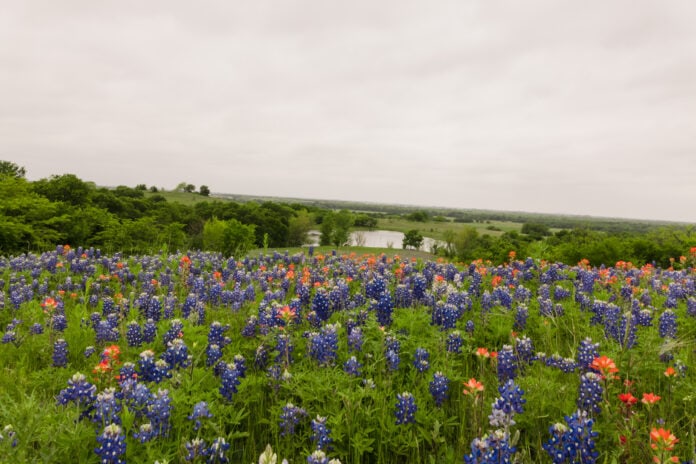 bluebonnets