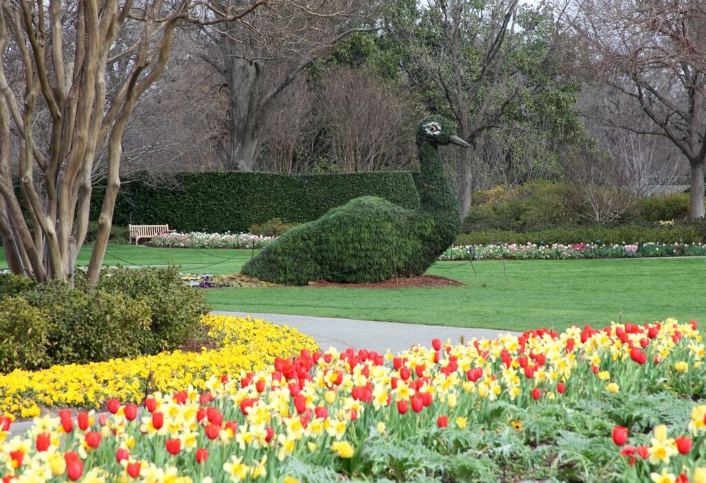 peacock topiary and tulips