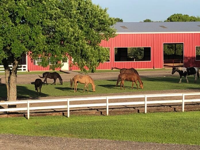 horses in front of a barn