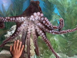 Giant Pacific Octopus