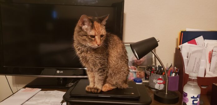 Cat on a desk