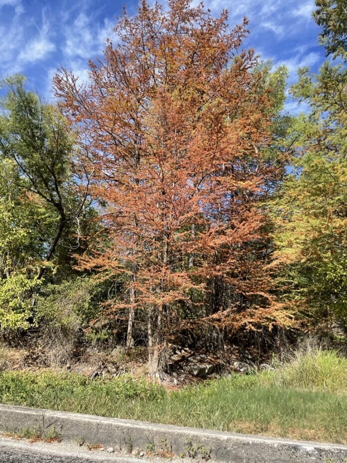 bald cypress tree