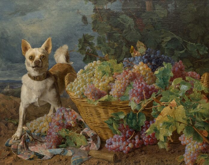 Dog Guarding a Basket of Grapes The Kimbell welcomes dogs