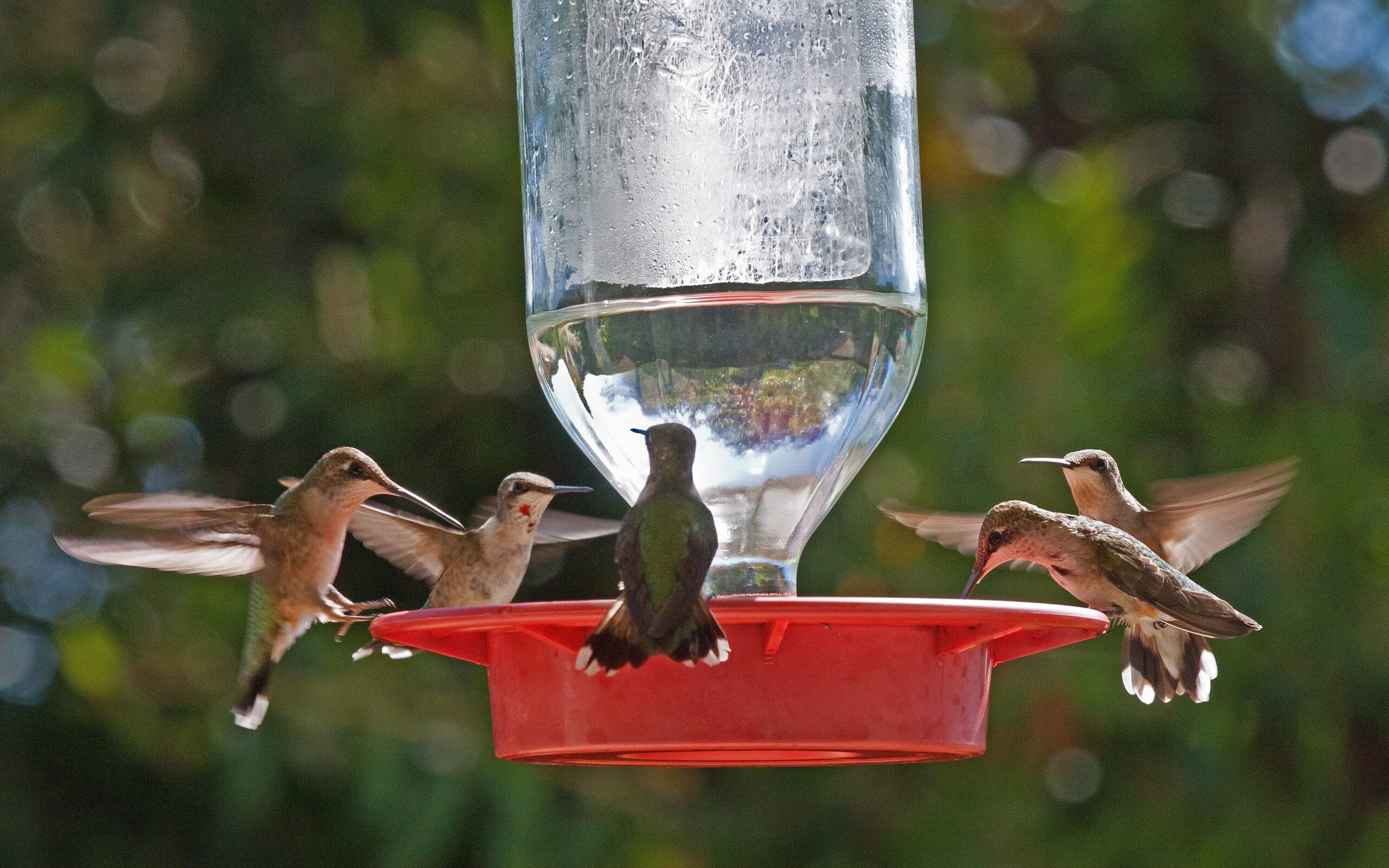 HummerBird Celebration Returns to RockportFulton Sept. 1518