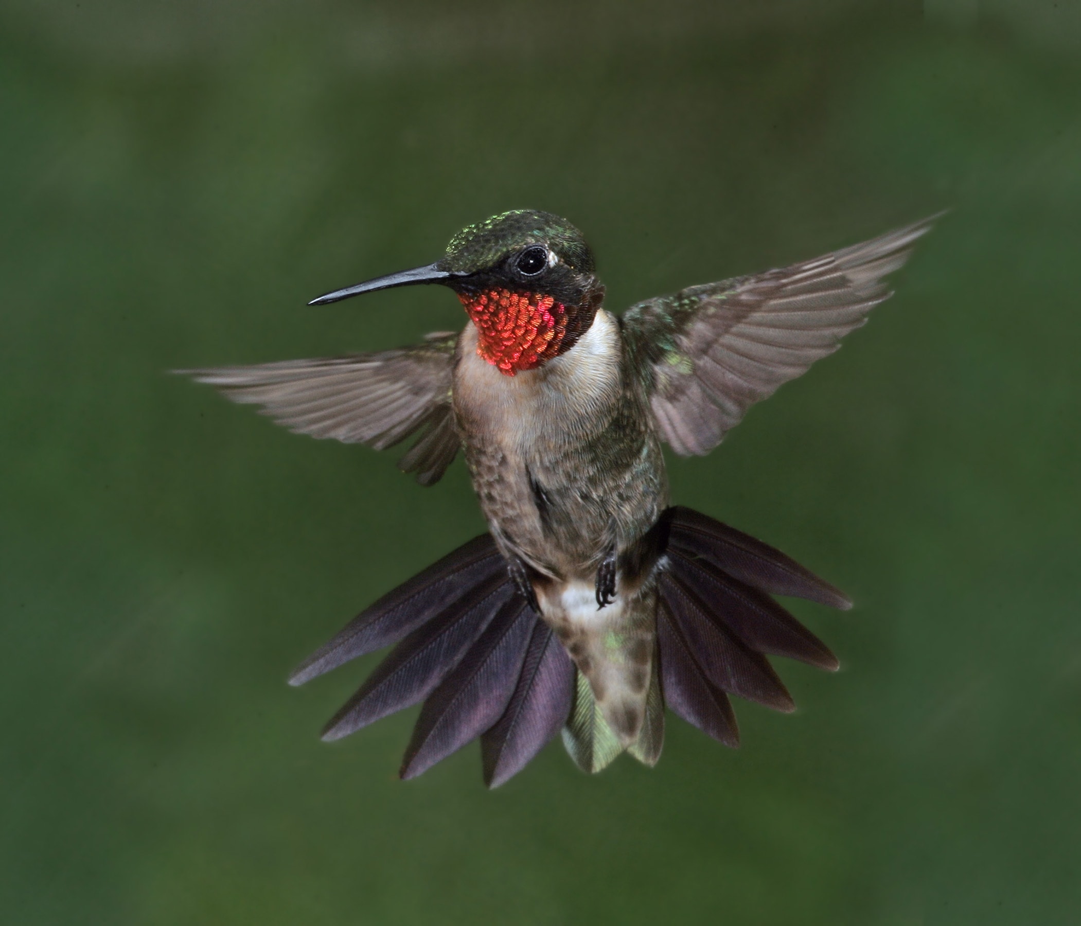 HummerBird