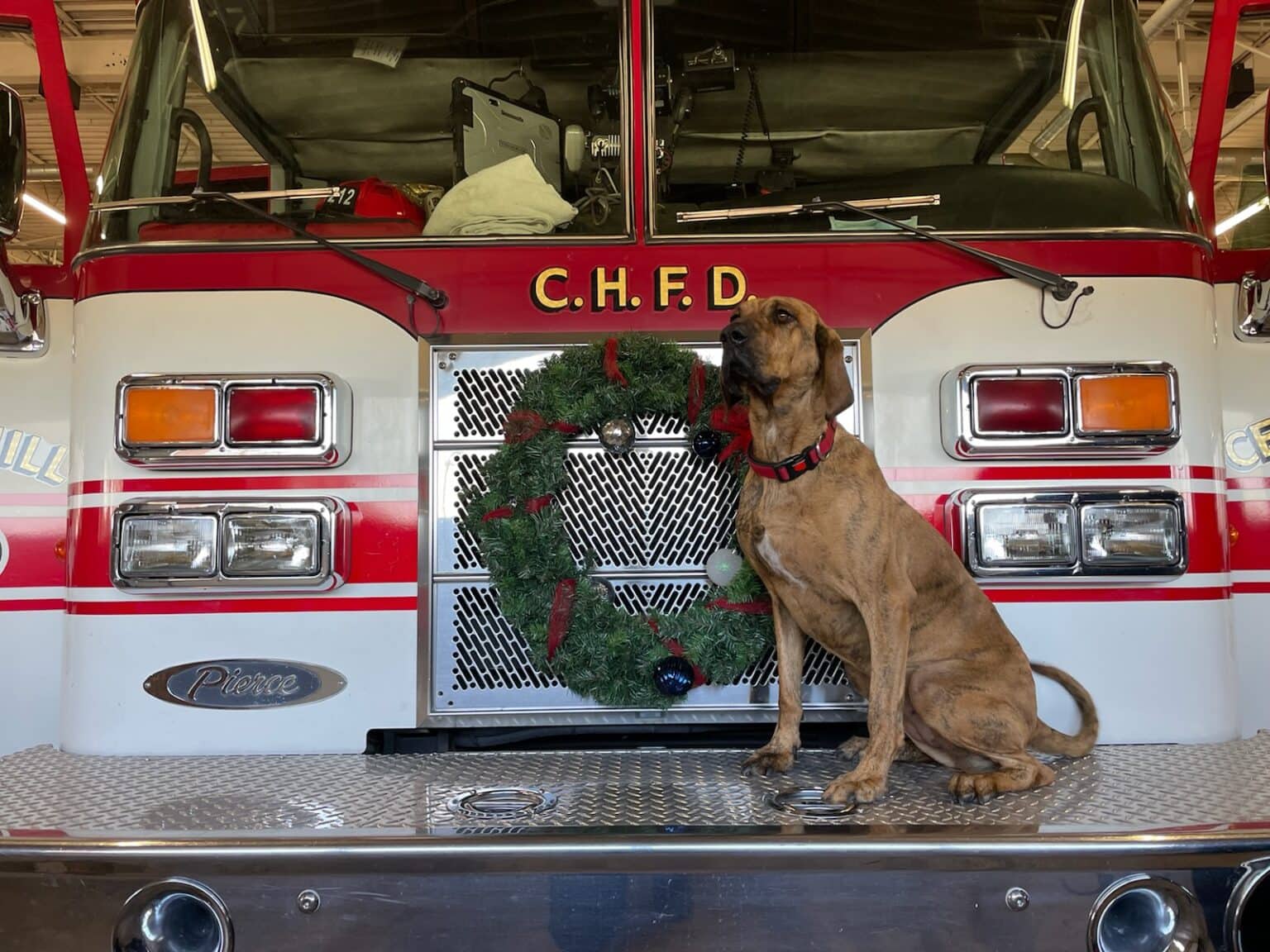 Cedar Hill Fire Station Dog, Clementine, Receives National ASPCA Award