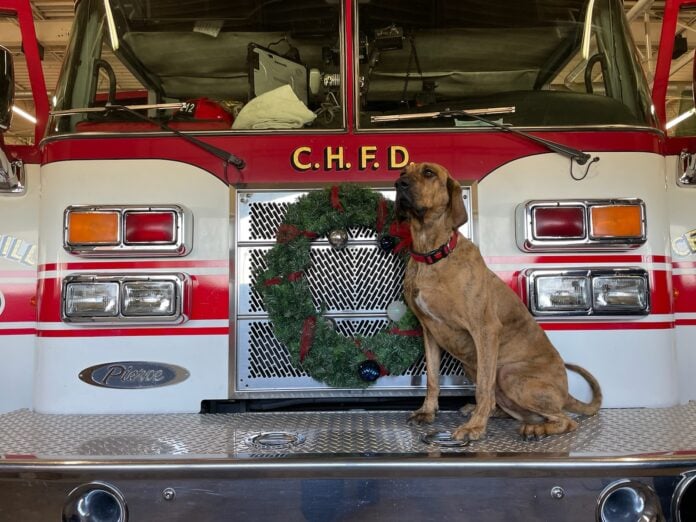 Clementine dog on Cedar Hill fire truck