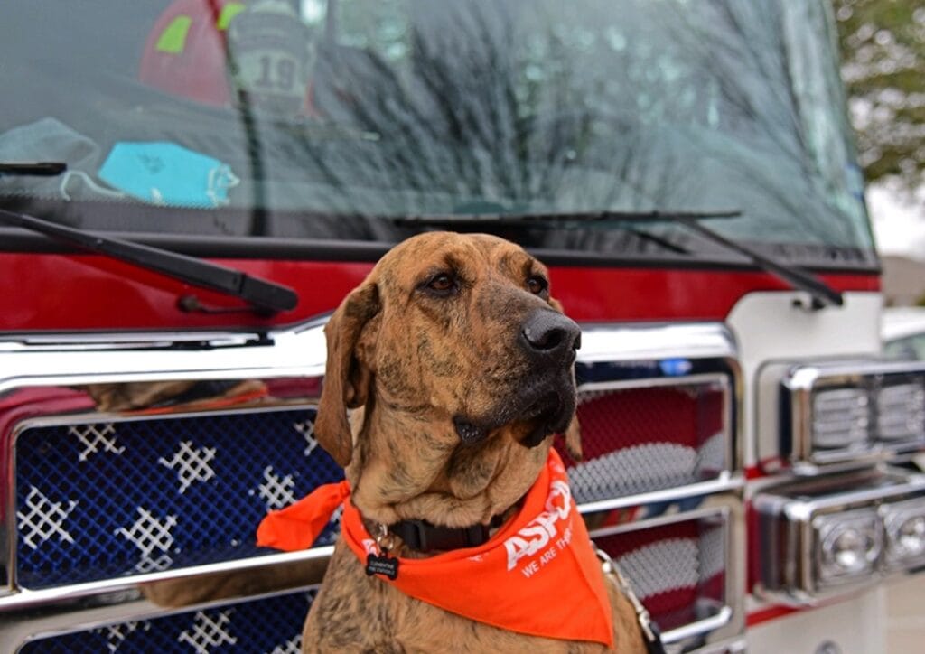 dog with ASPCA bandana