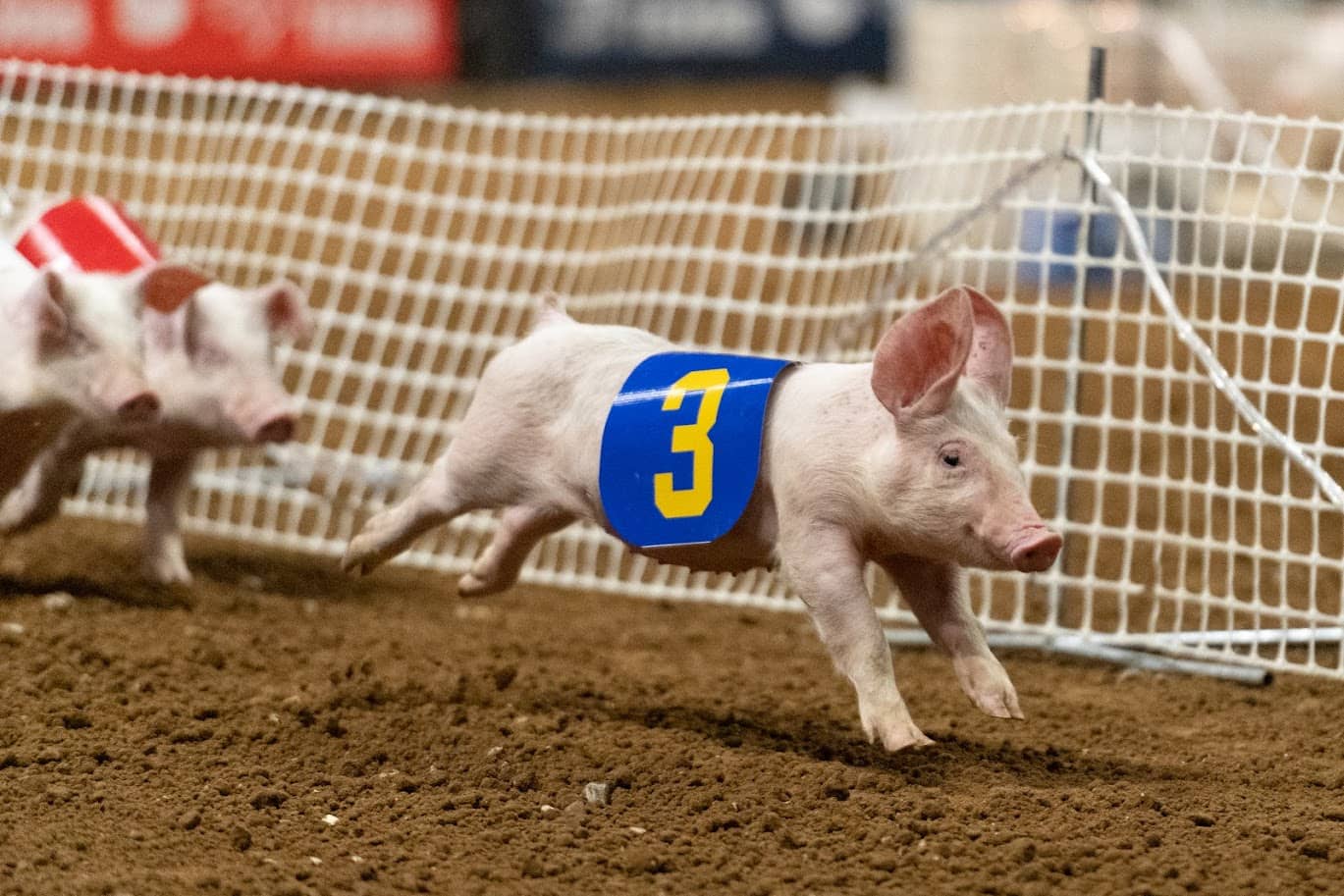 pig races