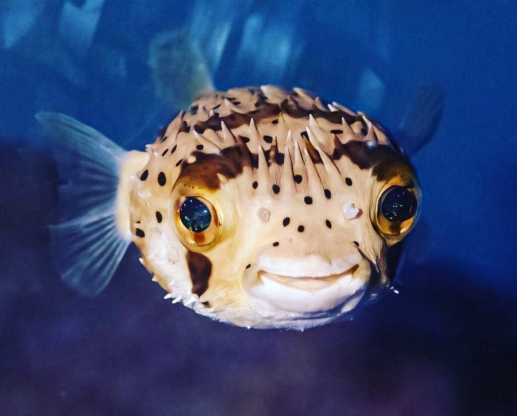 Children's Aquarium Dallas At State Fair of Texas