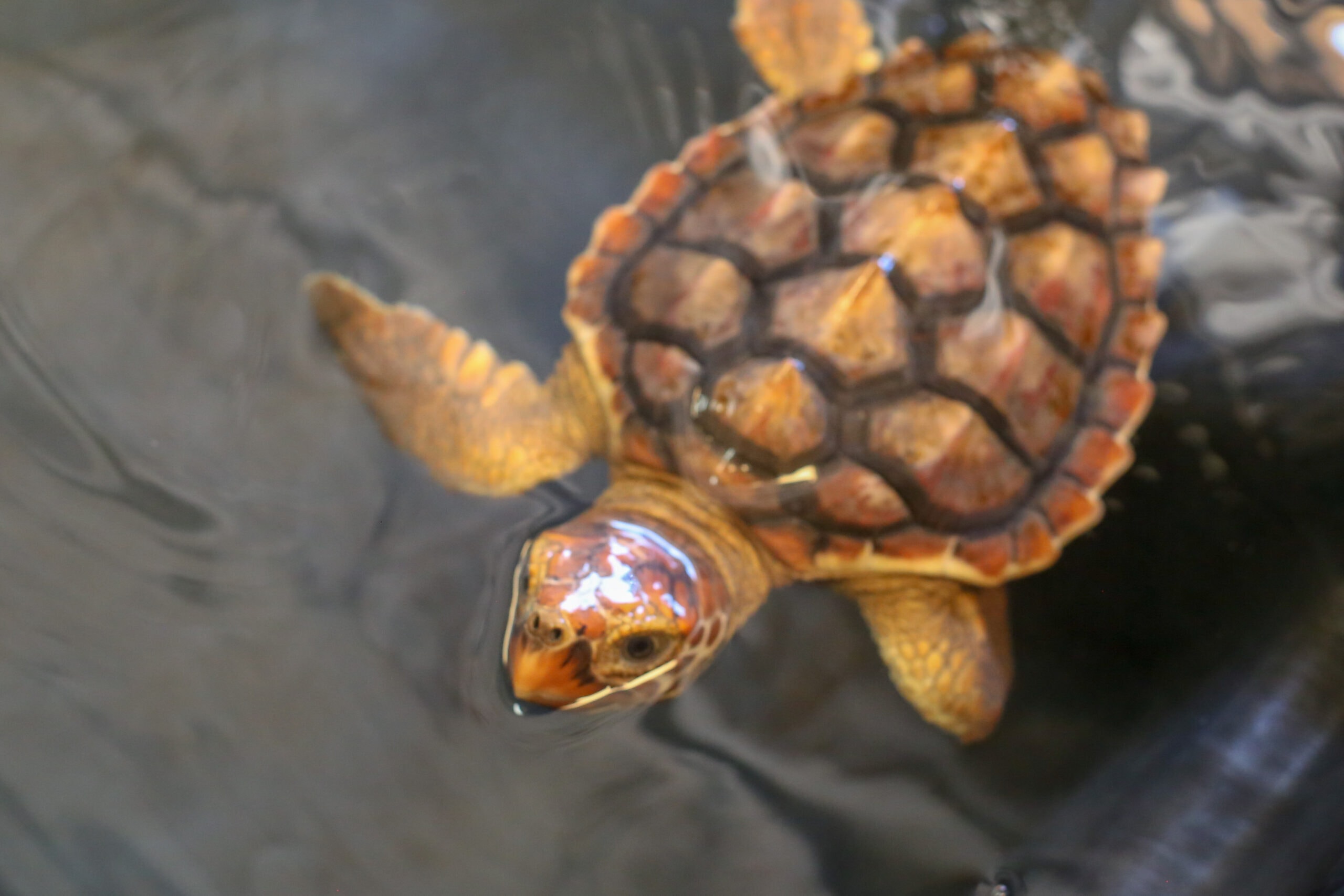 loggerhead turtle
