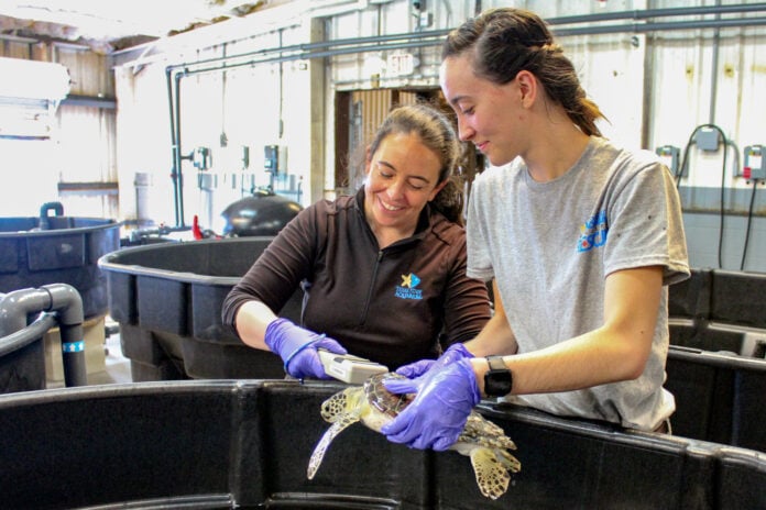 two ladies handling sea turtle