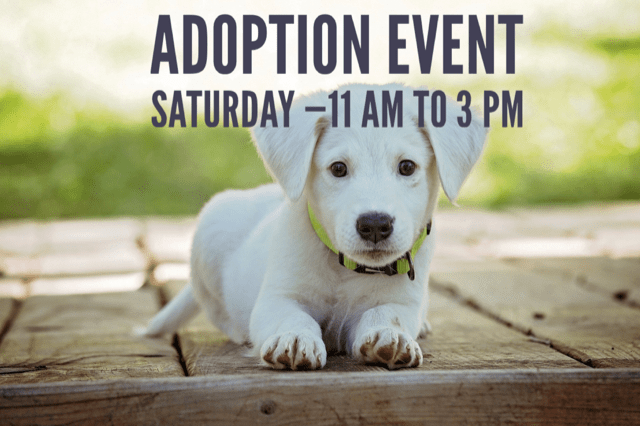 puppy with adoption event text