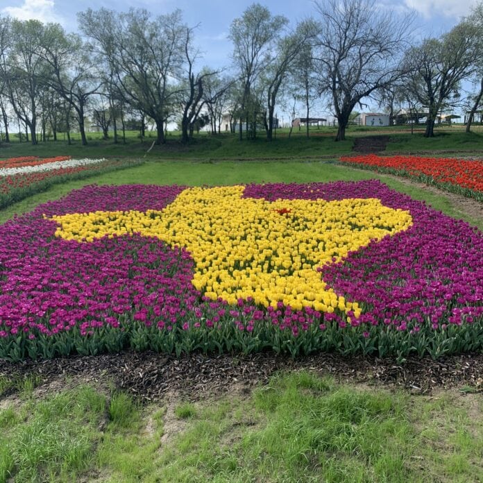 purple and yellow tulips in shape of state of texas