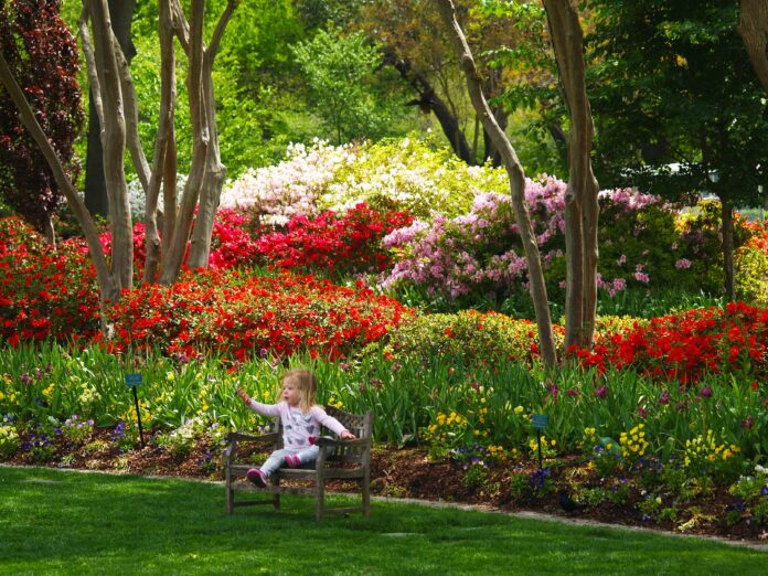 Dallas Blooms opens