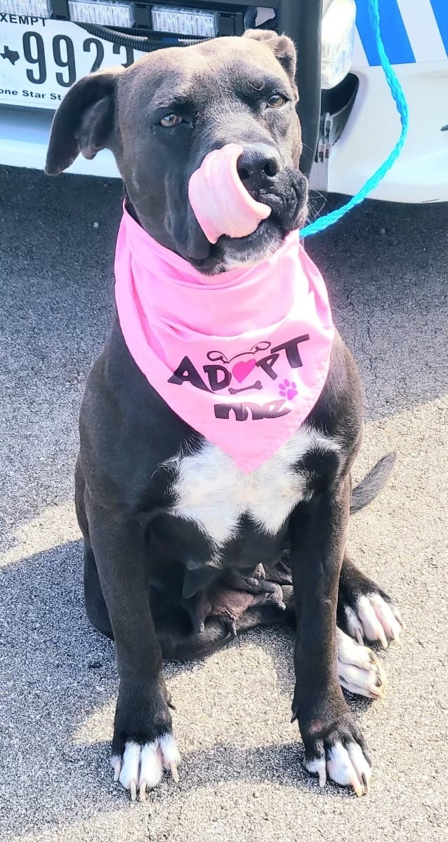 dog wearing pink bandana