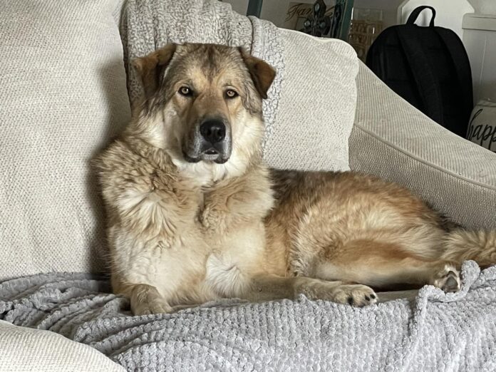 dog on couch