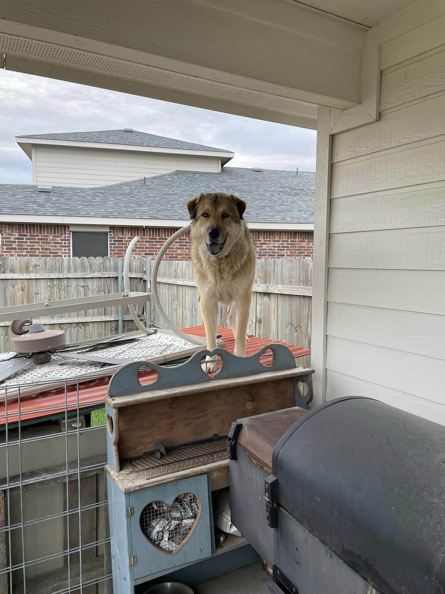 Dog standing on dogouse