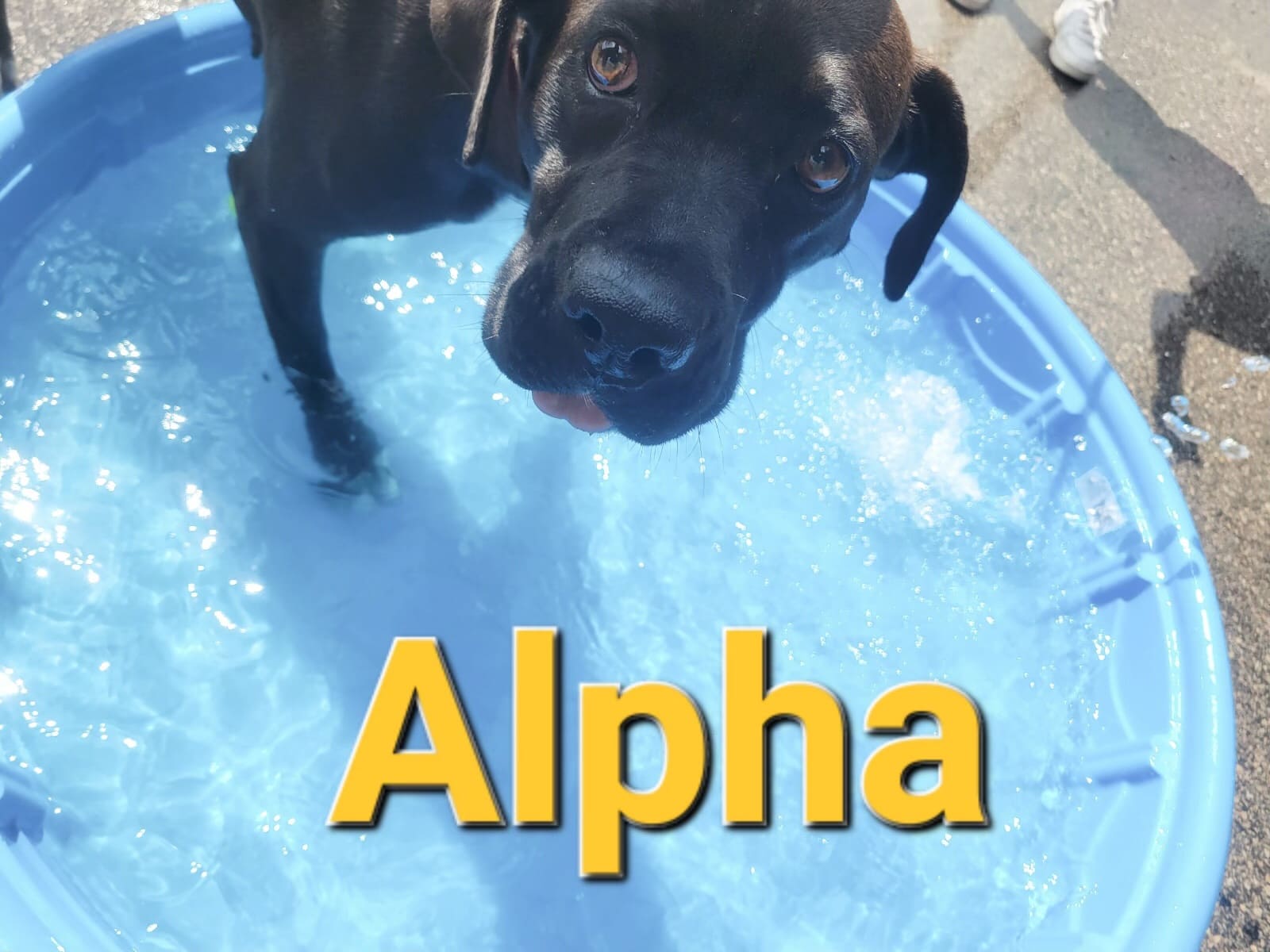 dog in blue kiddie pool