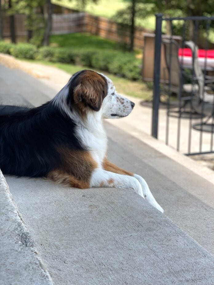 black brown and white dog on concrete steps