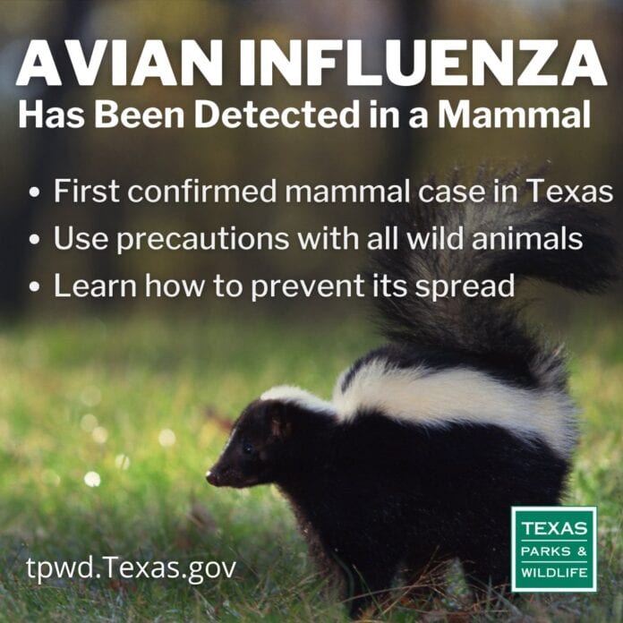 skunk with text about avian flu