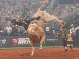 rider bucked off by bull