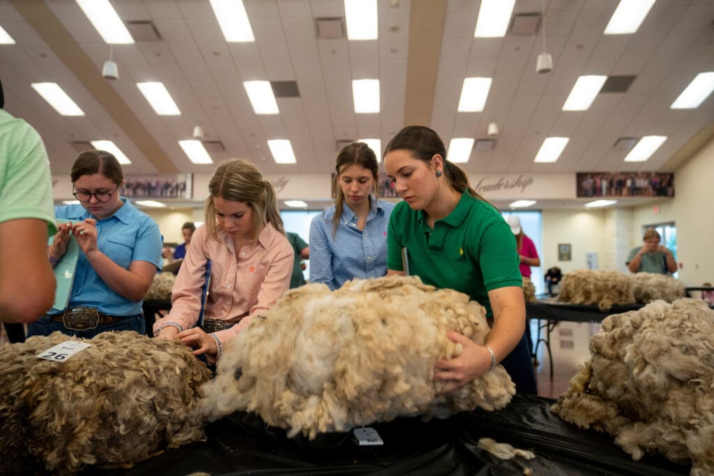 students with sheep