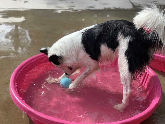 border collie in baby pool