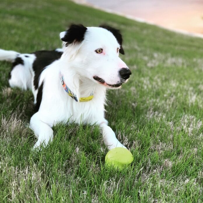 border collie on grass with ball