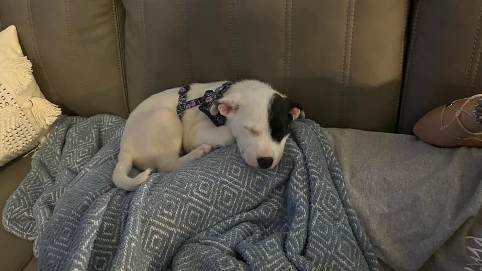 border collie puppy on a blanket