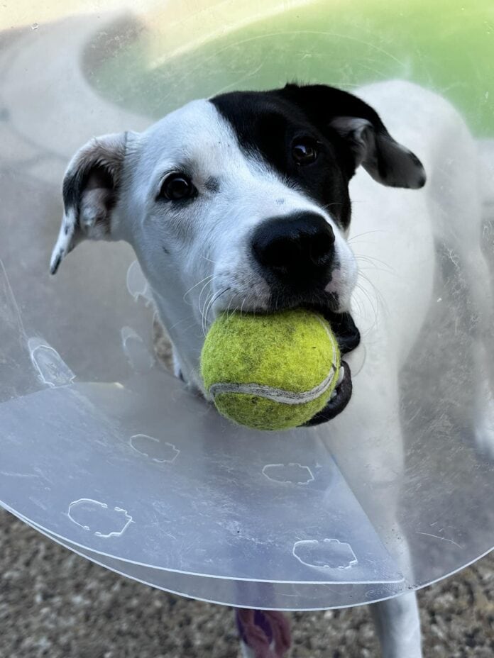 border collie with tennis ball in mouth wearing a cone