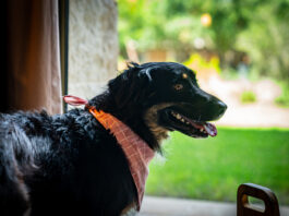 dog wearing bandana