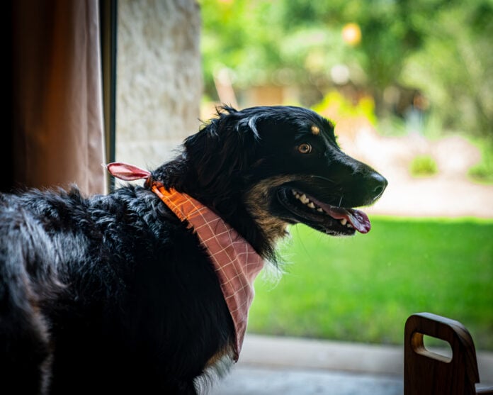 dog wearing bandana