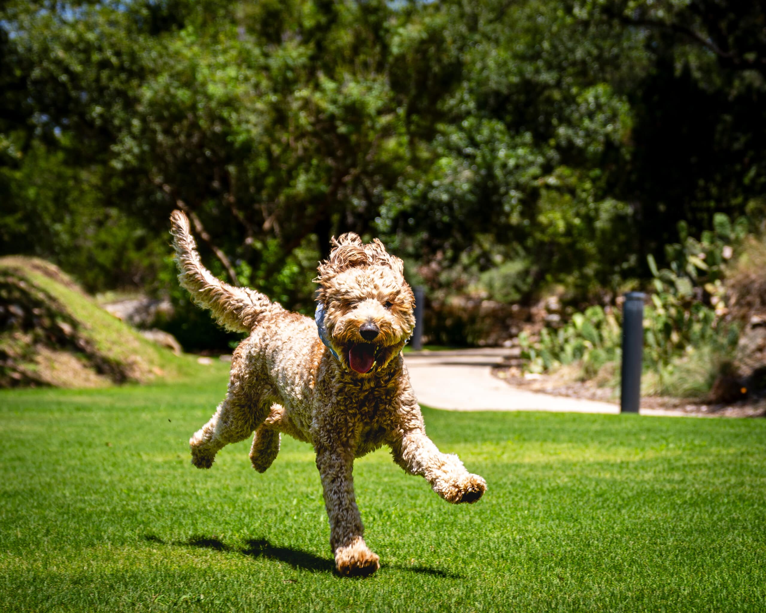 dog running on grass