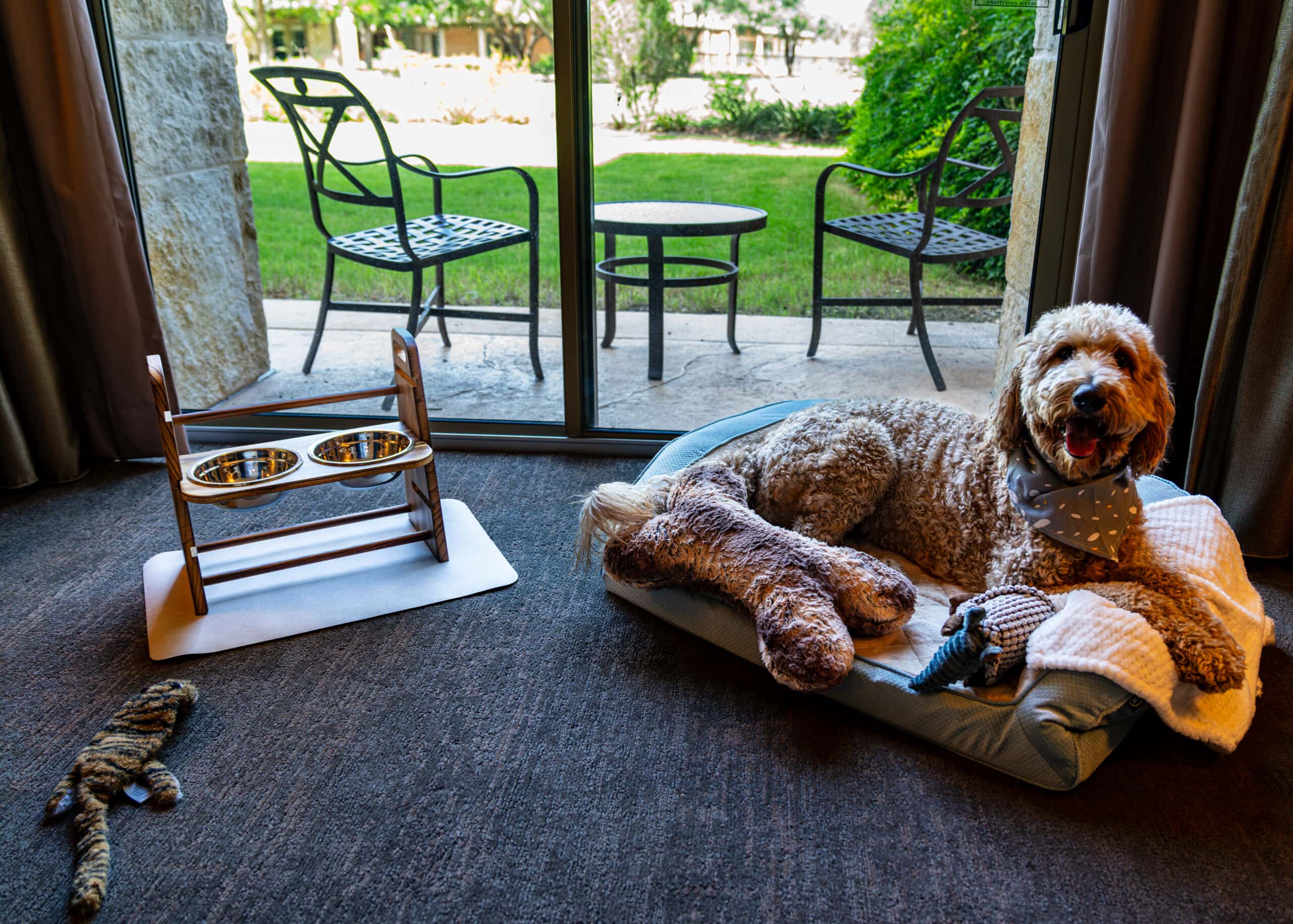 dog in hotel room