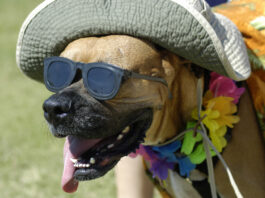 Dog with hat and sunglasses