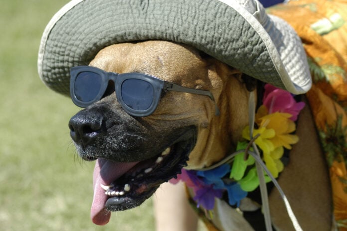 Dog with hat and sunglasses